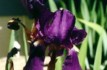 Irises