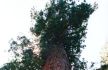 Giant Sequoia