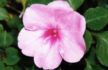 Impatiens