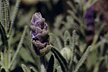 French Lavender