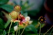 [Mom and Dad's Garden]