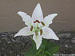 White Lily